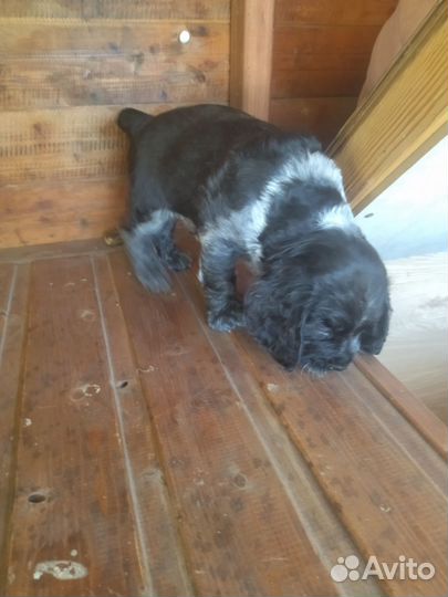 Спаниель щенки