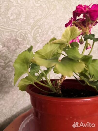 Пеларгония герань