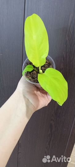 Филодендрон голден Лок