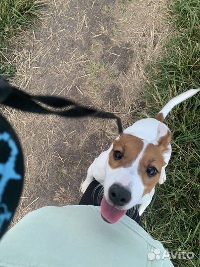 Джек рассел терьер