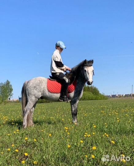 Продам пони