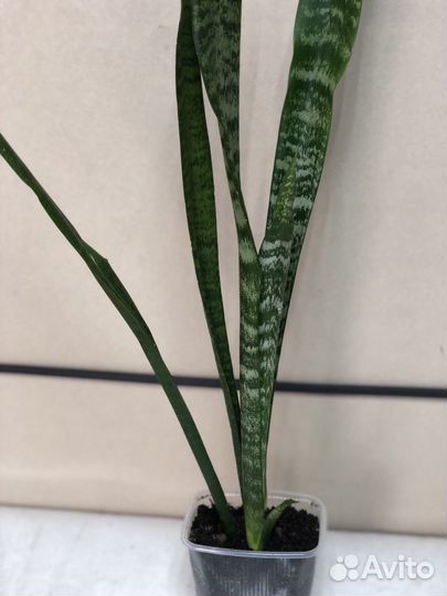 Комнатные растения