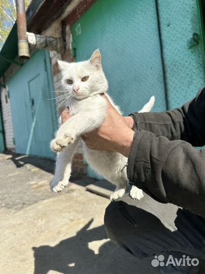 Классный молодой кот в добрые руки