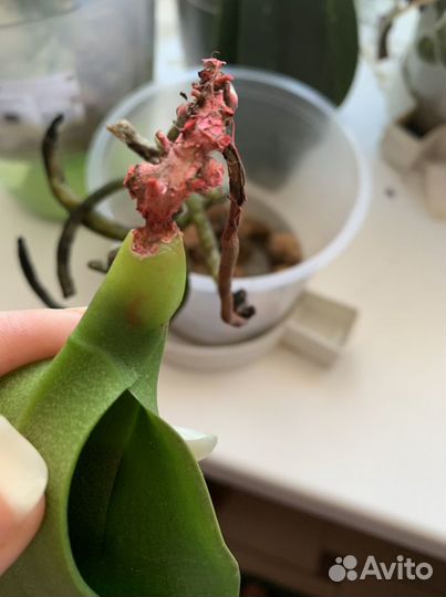 Орхидея фаленопсис. Лечебница
