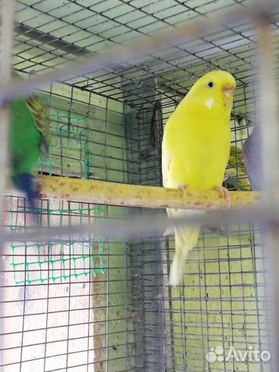 Попугаи, волнистый, карелла попугай