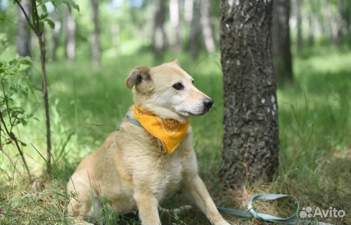 Добрая собака в поисках счастья