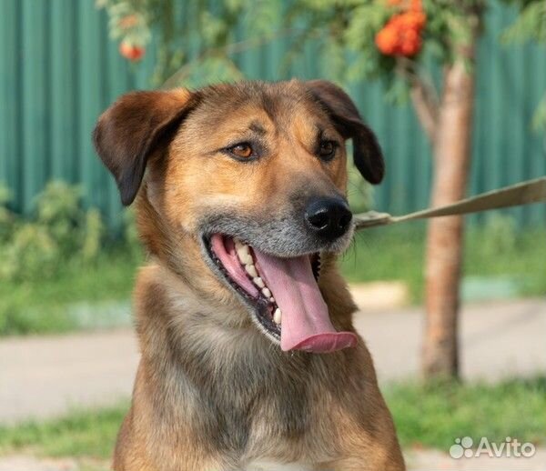 Весёлый, энергичный Рэд в добрые руки