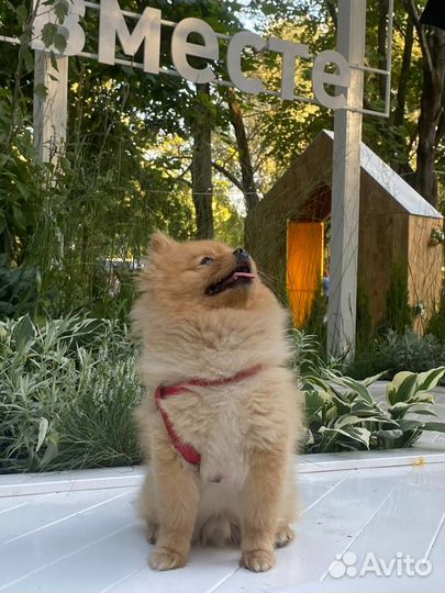 Померанский шпиц вязка кобель