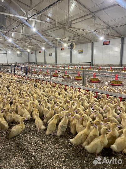 Гуси, утята, муларды бройлеры подрощенные