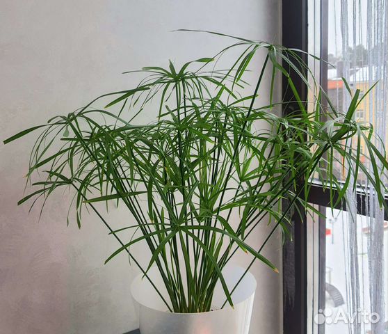 Циперус папирус