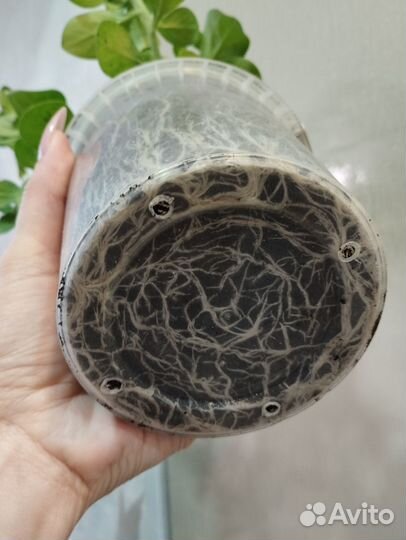 Рассада петунии