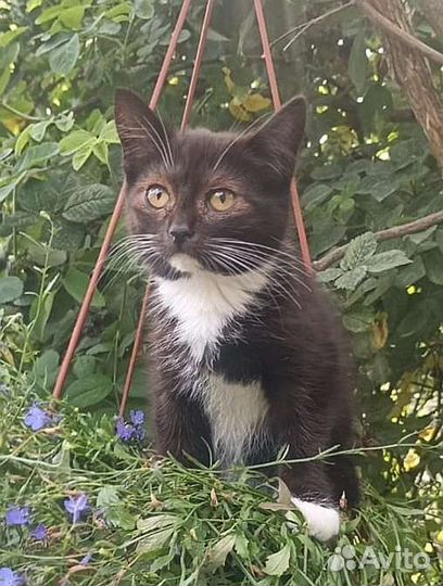 Котенок девочка в дар