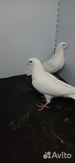 Продажа голубей