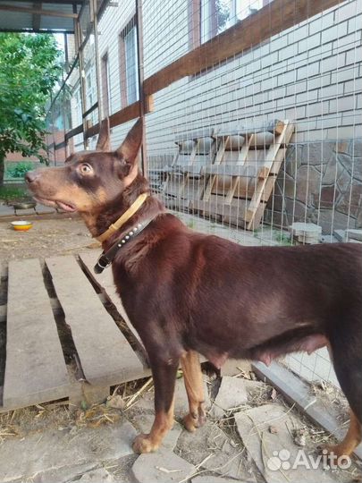 Австралийский келпи