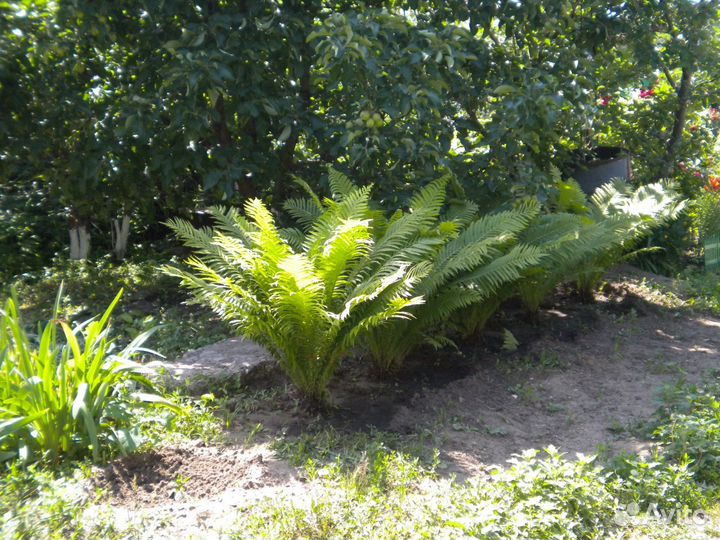 Декоративный папорoтник (садовый)