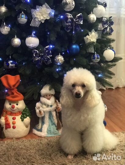 Вязка собак