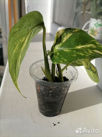 Сциндапсус, миканс