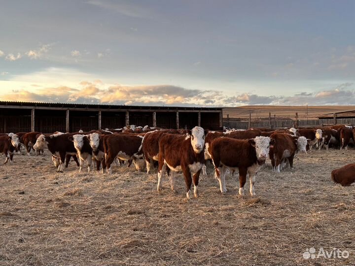 Тёлки и нетели Герефордской породы