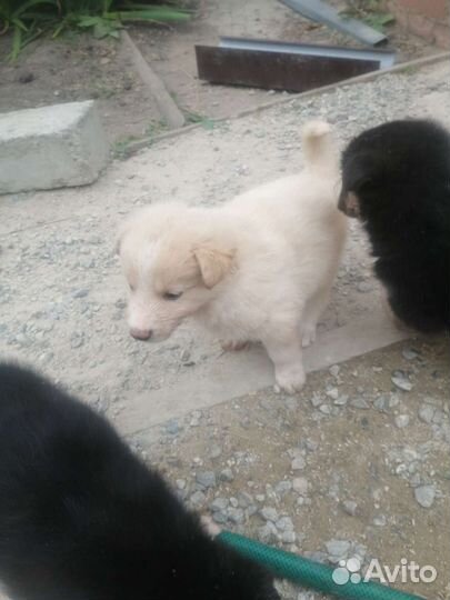 Метис хаски