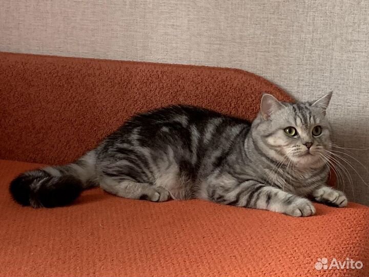 Кот на вязку