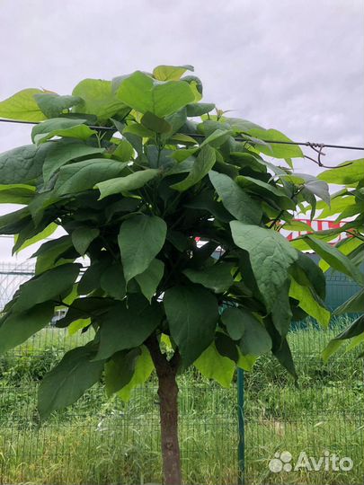 Катальпа в горшке / на штамбе