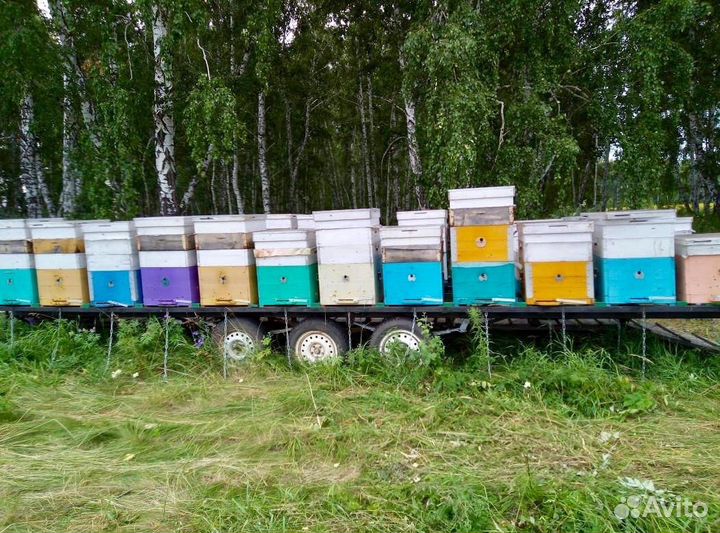 Продажа пчел