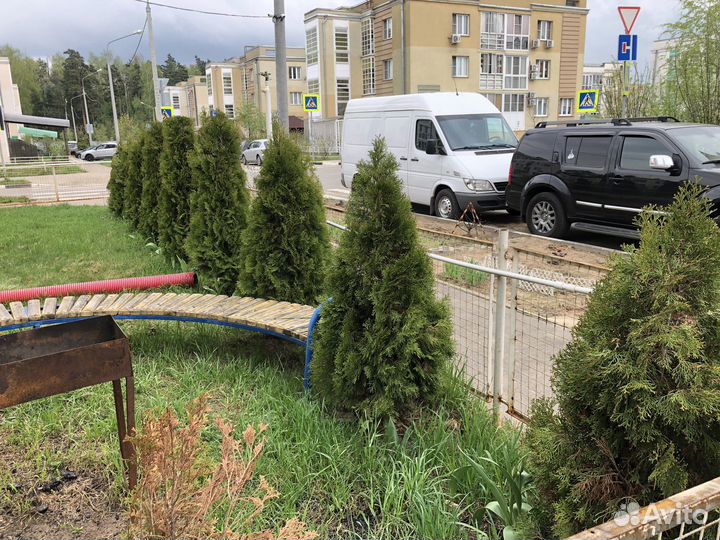 Туи в наличии 1.50