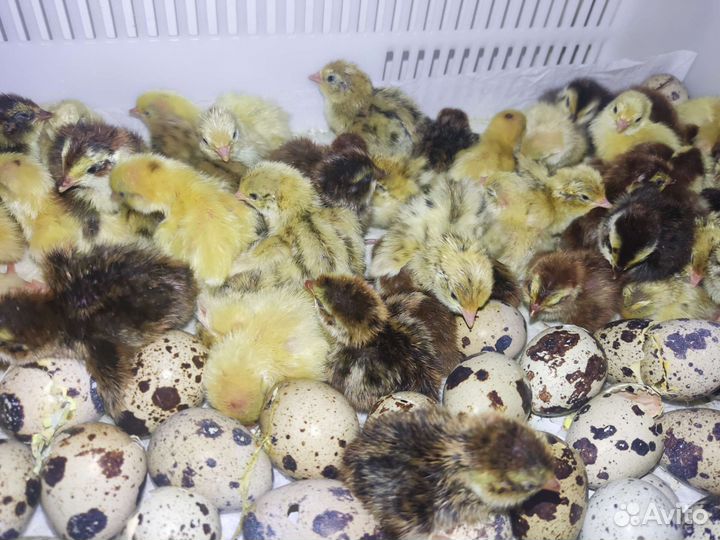Птенцы всегда широкий ассортимент/доставка