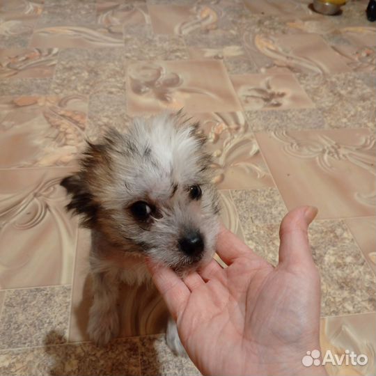 Голая хохлатая