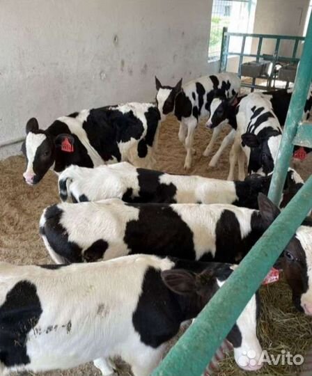 Телята бычки