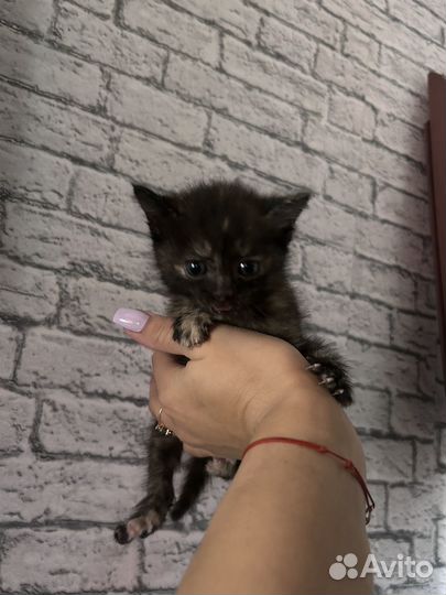 Котенок в добрые руки