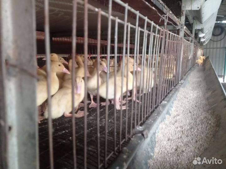 Утята ст5, старт 53