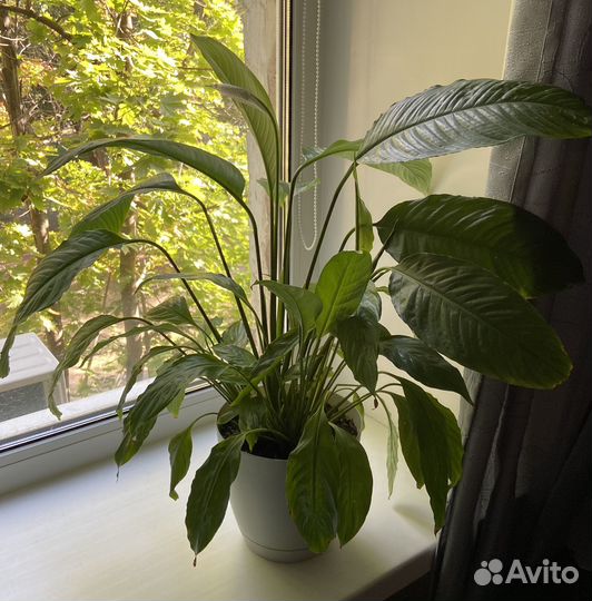 Комнатные растения