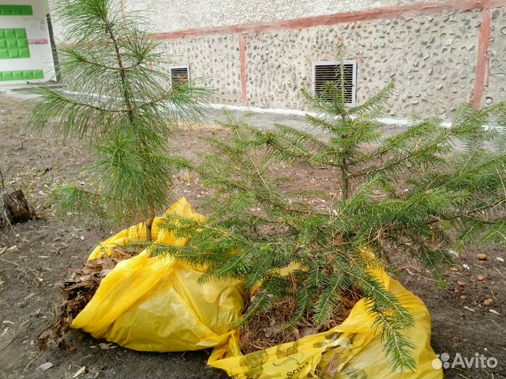 Саженцы Пихты, Кедра, Ели