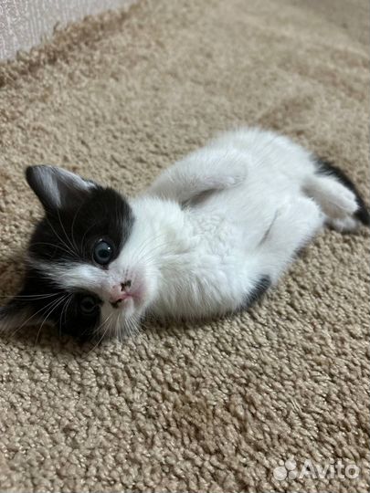 Котята малыши