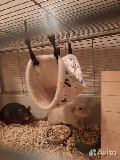 Клетка с крысами Дамбо