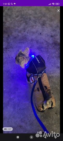 Выгул собак