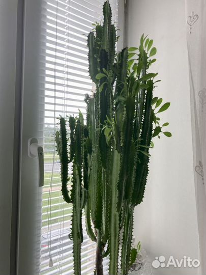 Кактус молочай трёхгранный