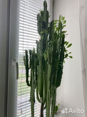 Кактус молочай трёхгранный