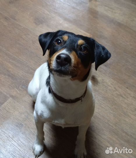 Джек Рассел Парсон терьер