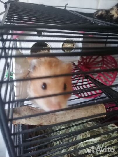 Сирийский хомяк с клеткой