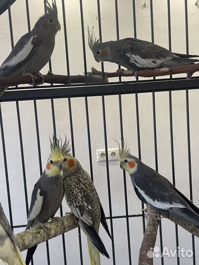 Попугай корелла