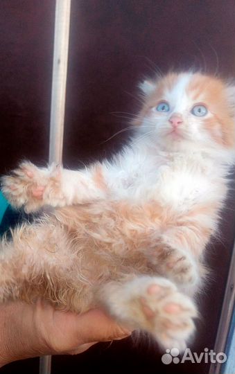 Котятки в добрые руки
