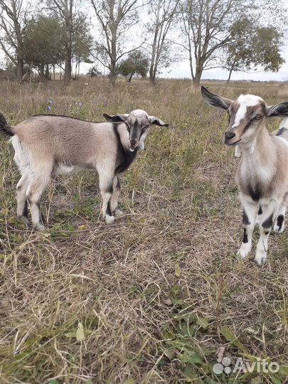 Козочка и козлик