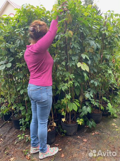 Девичий виноград 2 метра+ в горшках 10 литров