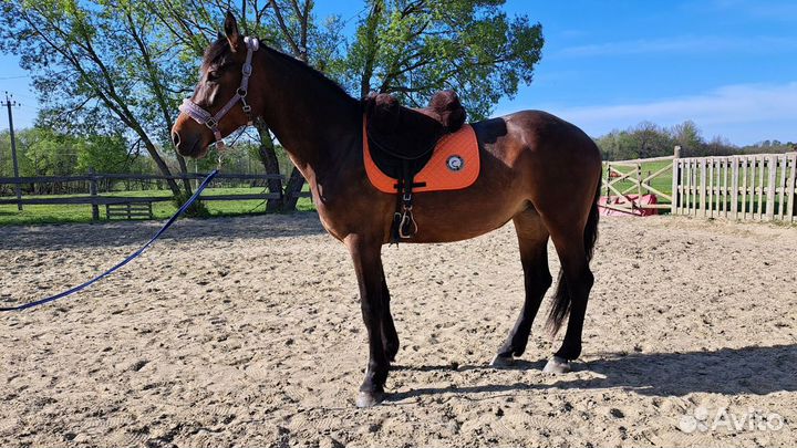 Молодая кобыла в спорт