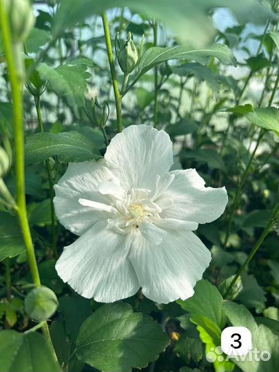 Сирийский древовидный гибискус