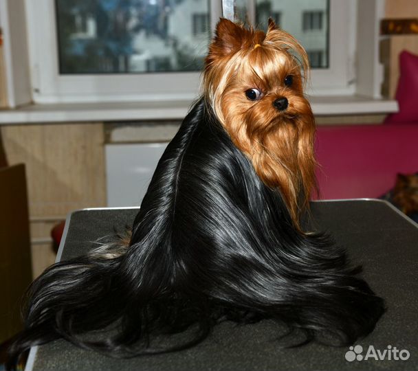 Йоркширский терьер супер Курносый кобель вязка