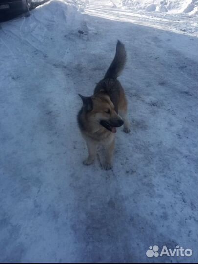 Рина ищет дом или передержку