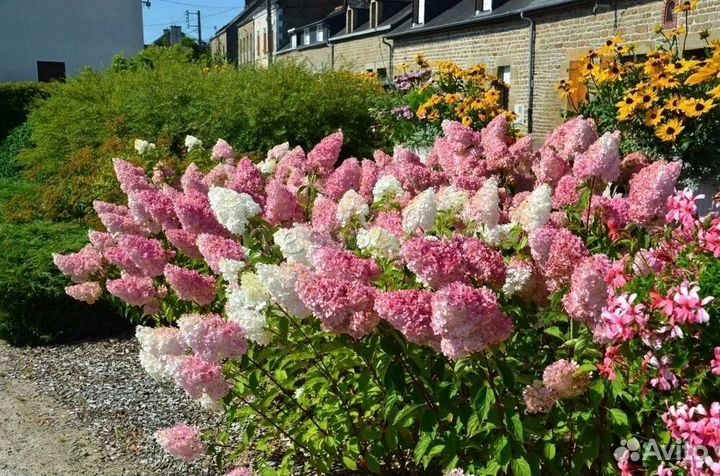 Гортензия метельчатая